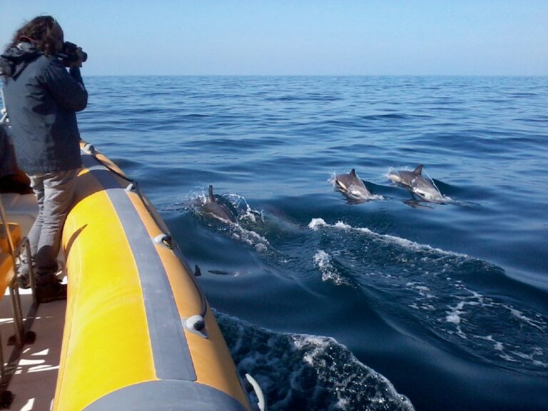 Avistaje de delfines en Sesimbra
