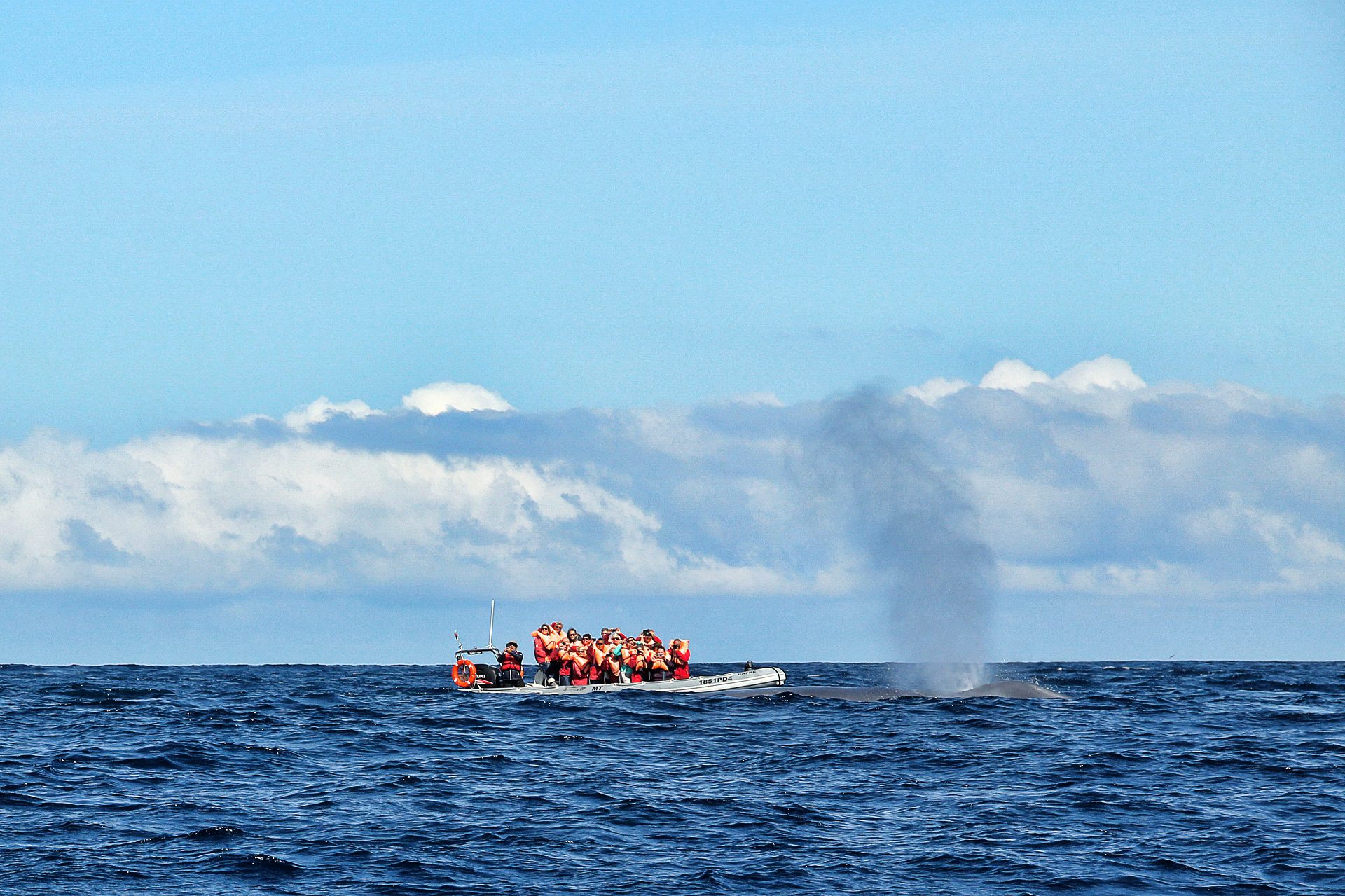 Whale and Dolphin Watching on Pico