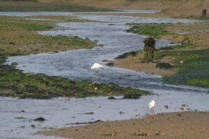 Tour de Observación de Aves en el Parque Natural de Ría Formosa en Barco Solar