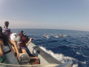 Avistaje de delfines desde Faro