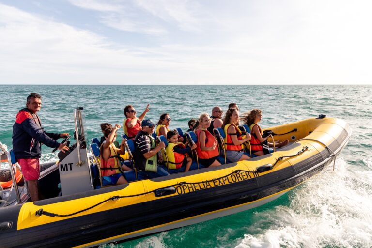 Dolphin Watching Cruise in Portimão