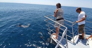Avistamiento de delfines en familia en Lagos