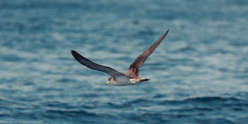 Azores: Marine Birdwatching in São Miguel