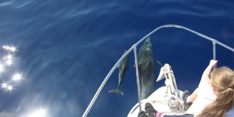 Tour privado de avistamiento de ballenas y delfines en Madeira