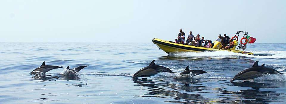 Dolphins watching in Albufeira is a must!
