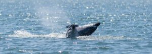 Avistaje de delfines en la Bahía de Setúbal