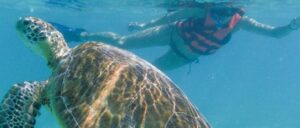 Nadar com Tartarugas em Cancun
