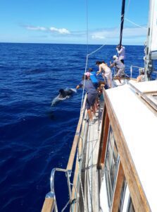 Funchal: Sailing Trip for Dolphin and Whale Watching