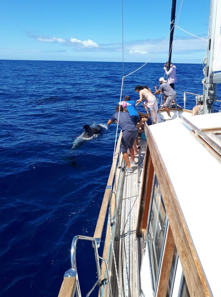 Funchal: Sailing Trip for Dolphin and Whale Watching