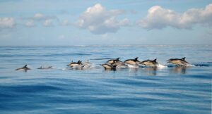 Observación de delfines en Lagos con biólogos marinos