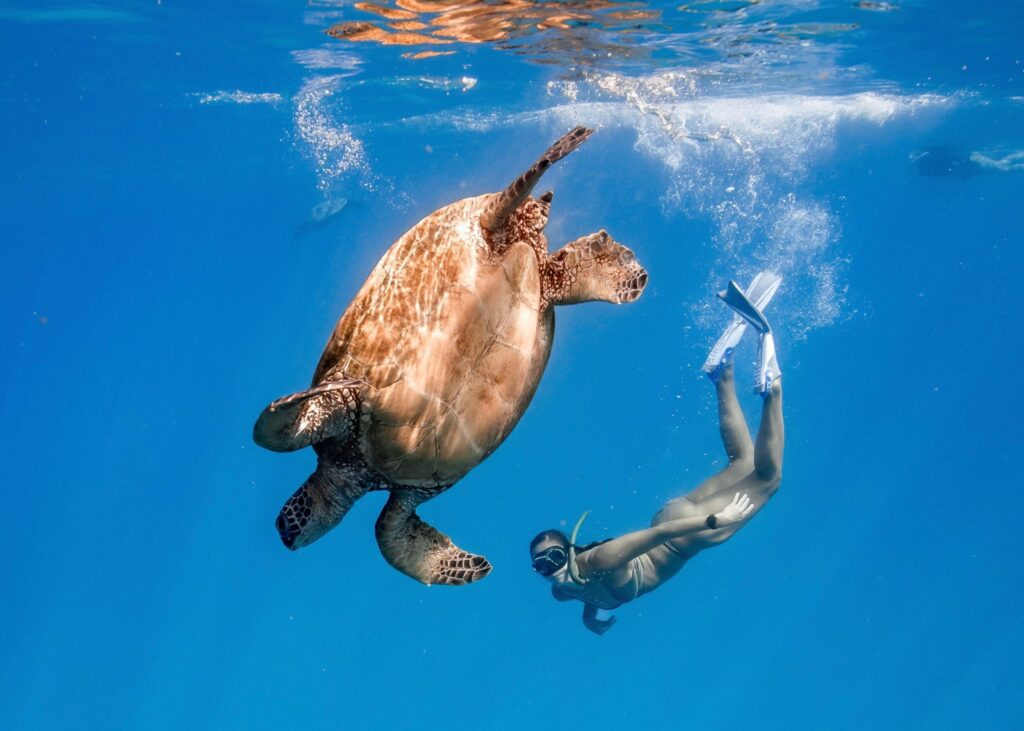 Turtle snorkeling Hawaii