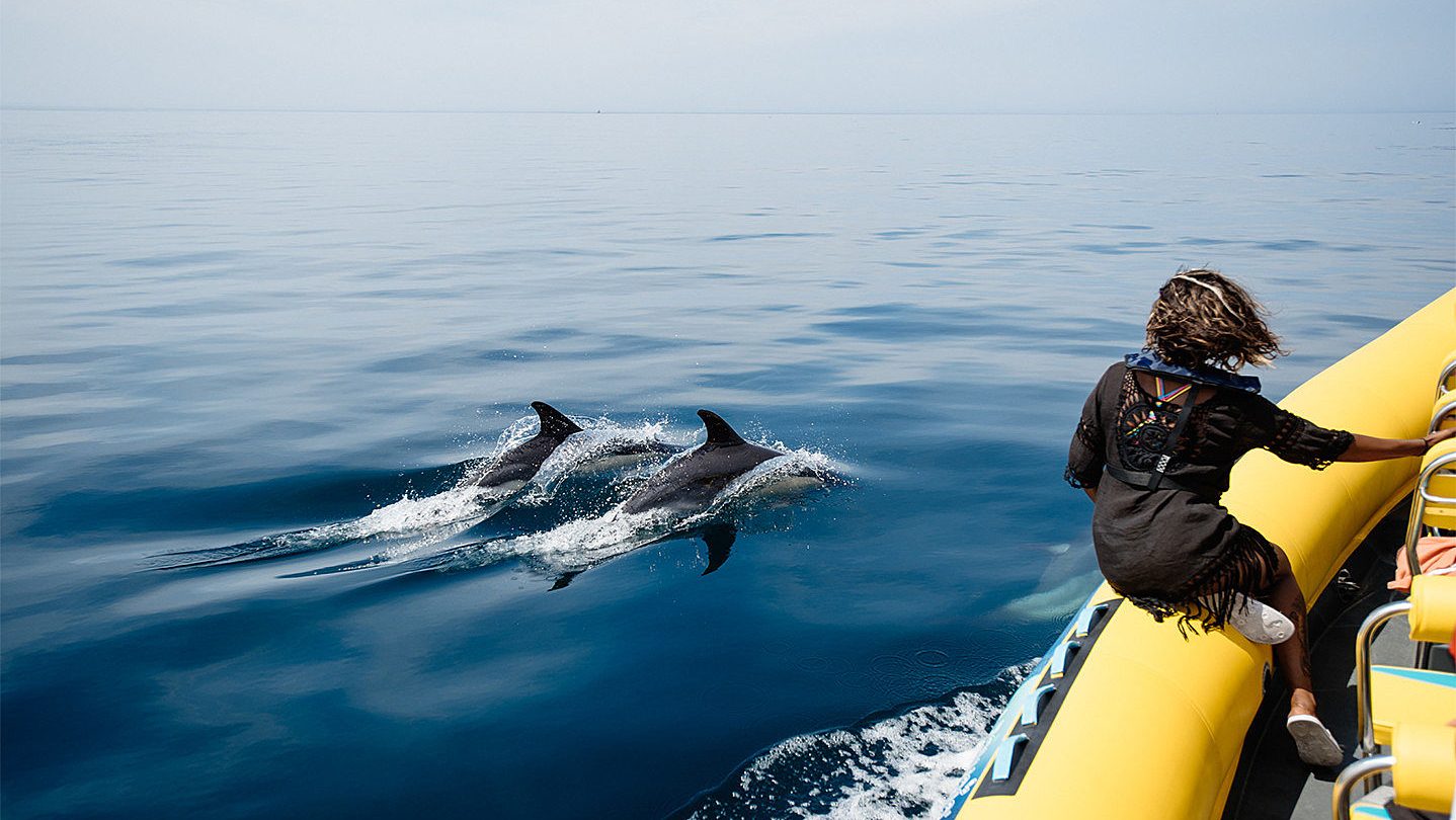 cropped-Dolphins-Lagos1.jpg
