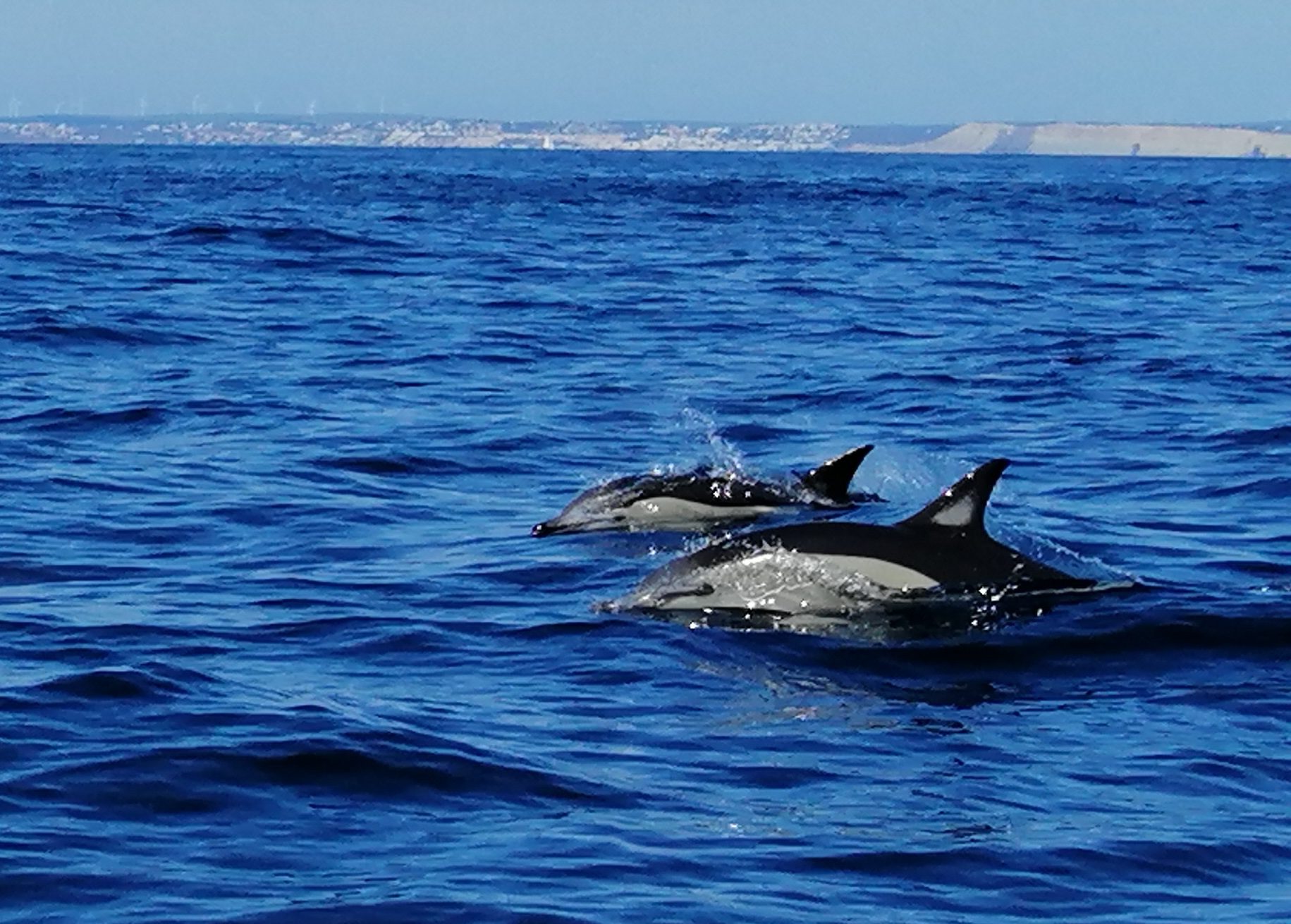 Delfine in Lagos Portugal