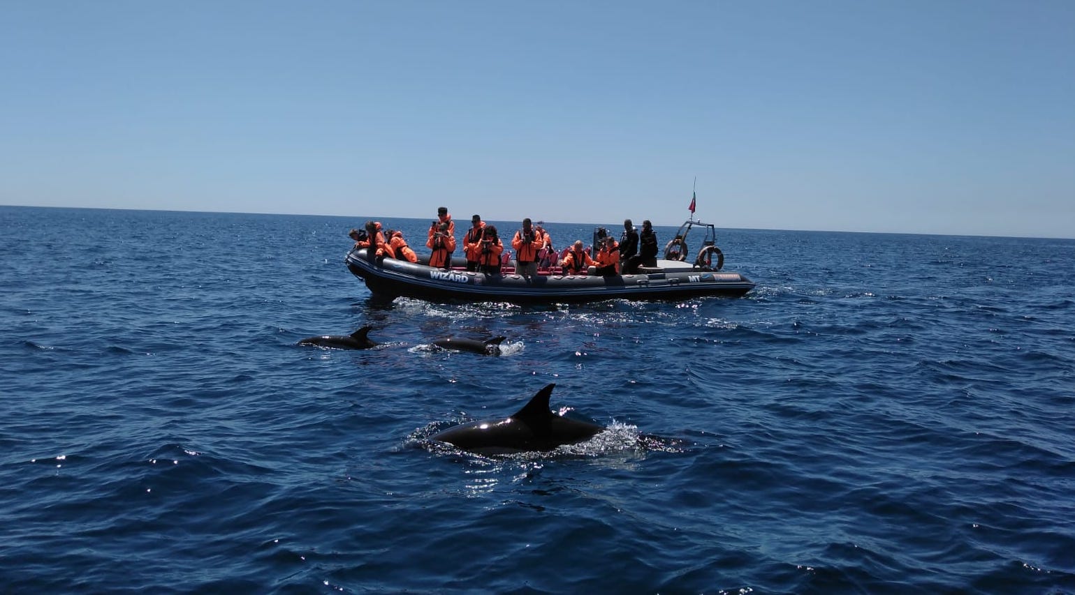 dolphins Portimão 2 Passeio de observação de golfinhos em Portimão
