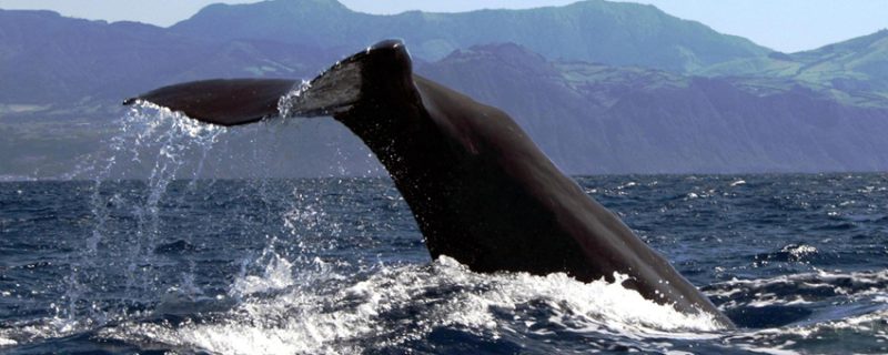1034-whales-are-impressive-animals-1575397414