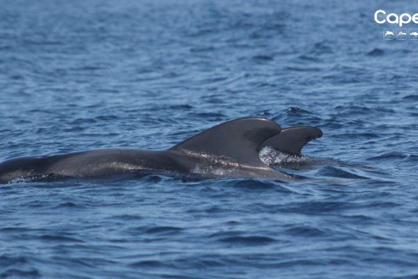 10432-11gme_06092019_capecruiser-1663253510