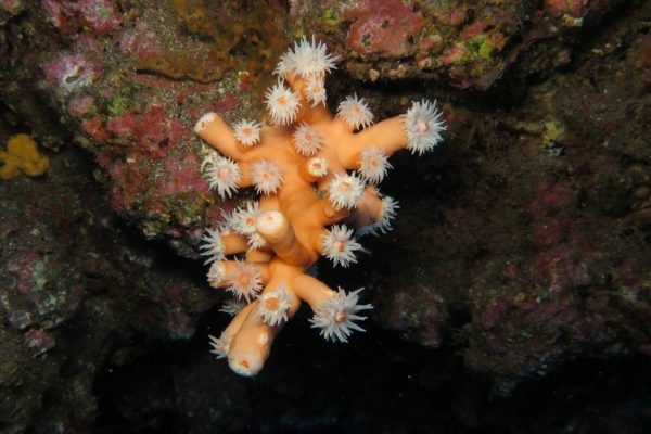 1050-descubrirás-una-nueva-palabra-1575397420