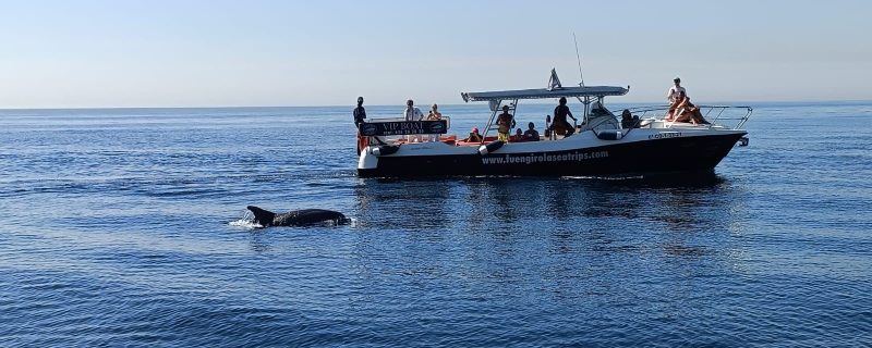 10932-dolphin-spotting-in-fuengirola-1666526377