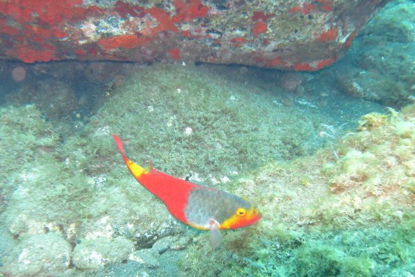 10990-peixe-papagaio-1666714921