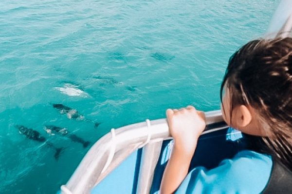 Dolphin watching tour in Waianae