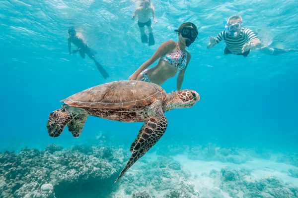 11549-snorkel-con-tortugas-de-kewalo-1670837495