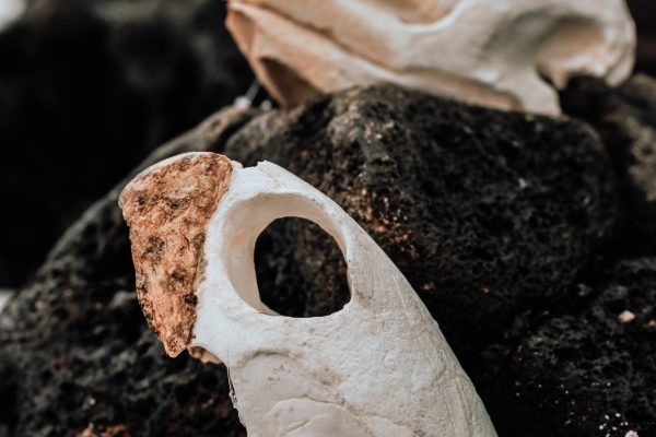 11552-snorkel-con-tortugas-de-kewalo-1670837495