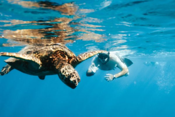 11553-snorkel-con-tortugas-de-kewalo-1670837495