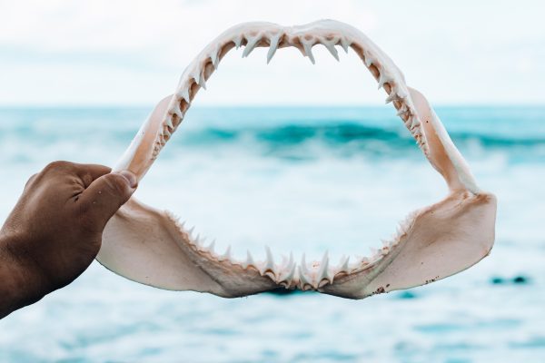 11554-snorkel-con-tortugas-de-kewalo-1670837495