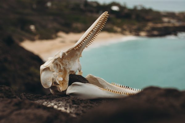 11555-snorkel-con-tortugas-de-kewalo-1670837495