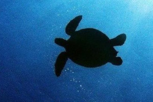 11847-kayak-con-ballenas-y-tortugas-en-olowalu-1671039126
