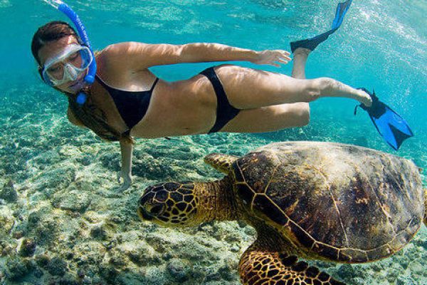 11848-kayak-con-ballenas-y-tortugas-en-olowalu-1671039126