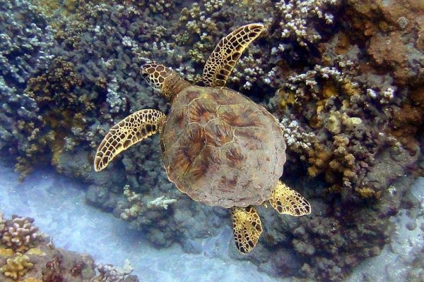 11851-kayak-con-ballenas-y-tortugas-en-olowalu-1671039126