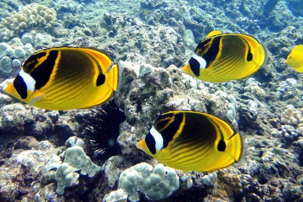 11852-kayak-con-ballenas-y-tortugas-en-olowalu-1671039126