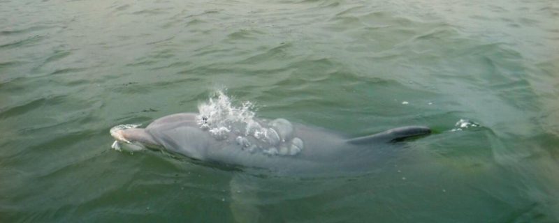 12113-dolphins-donuts-tour-in-hilton-head-1674840744