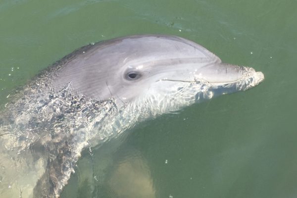 12118-ilha-desaparecida-e-passeio-de-golfinhos-em-hilton-head-1671291593