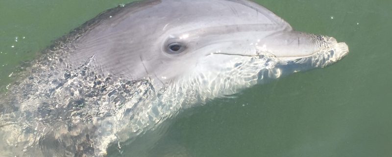 12118-ilha-desaparecida-e-passeio-de-golfinhos-em-hilton-head-1671291593