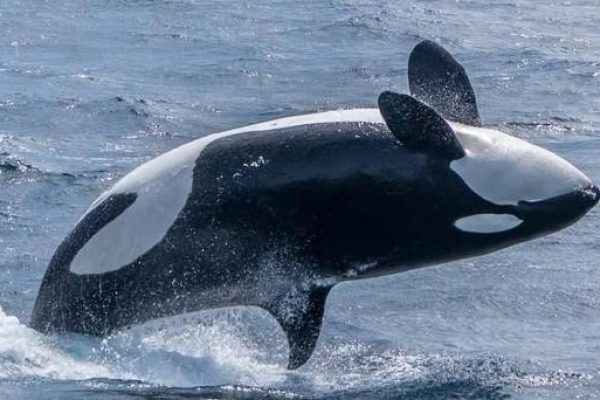 13043-crucero-para-observar-ballenas-en-monterey-1672166654