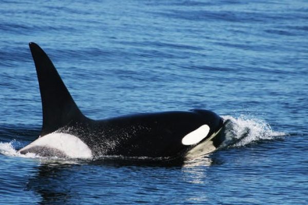 13044-avistamiento-de-ballenas-en-crucero-en-monterey-1672166654