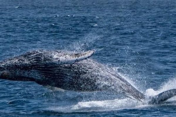 13045-crucero-de-avistamiento-de-ballenas-en-monterey-1672166654
