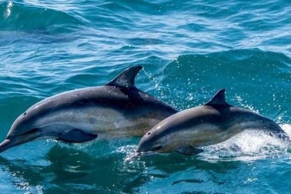 13046-crucero-avistamiento-ballenas-monterey-1672166654