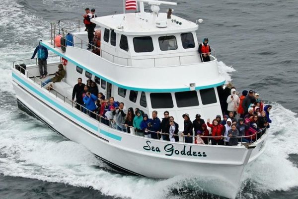 13049-crucero-de-avistamiento-de-ballenas-en-monterey-1672166654