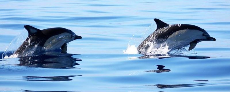 1600-dolphin-watching-in-azores-1575397644