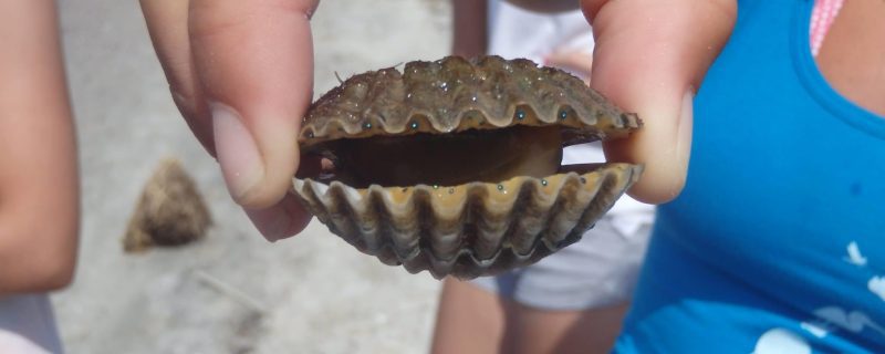 16851-wildlife-kayak-tour-in-maryland-1676053452