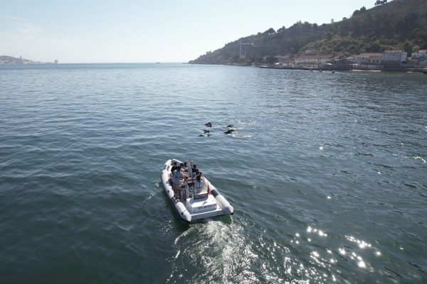 17325-avistamento-de-várias-espécies-marinhas-1676479604