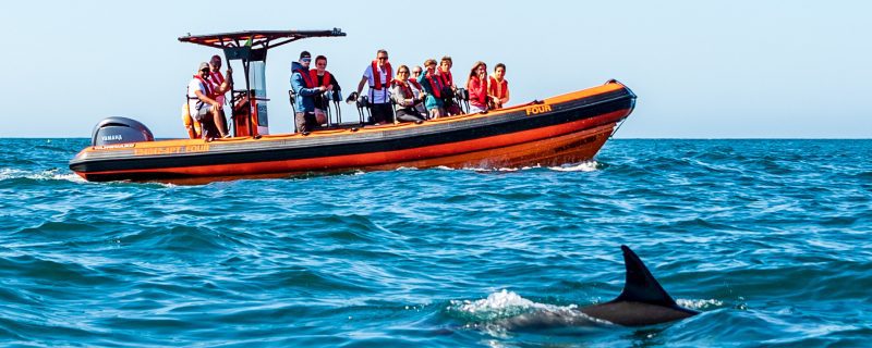 Boat next to wild dolphins in Cascais