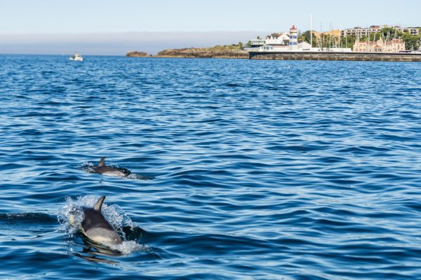 21926-cascais-dolphin-watching-tour-1693309095