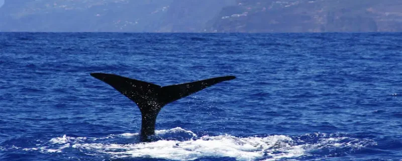 220-walvissen-in-madeira-1575396990