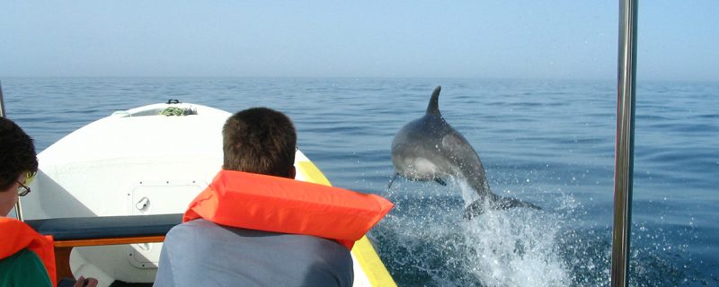 dolphins in Olhão