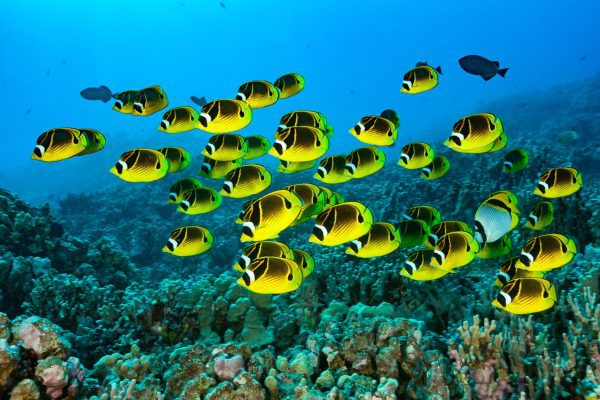 22772-snorkeling5-1699798408