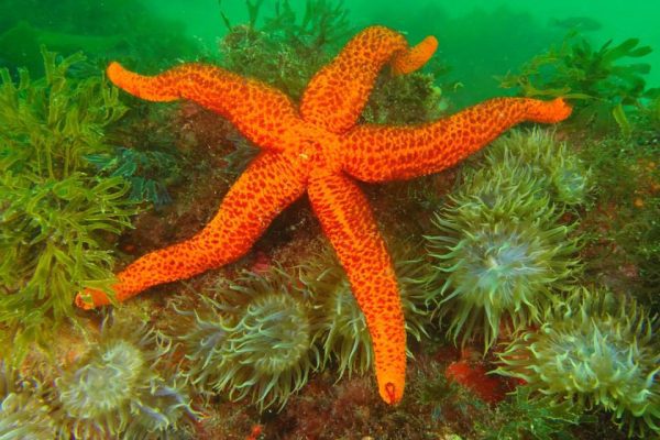 232-buceo-en-albufeira-portugal-1575396996